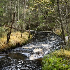 A stream in Finnish forest - 23/10/2023 - Hukanluoma Finland