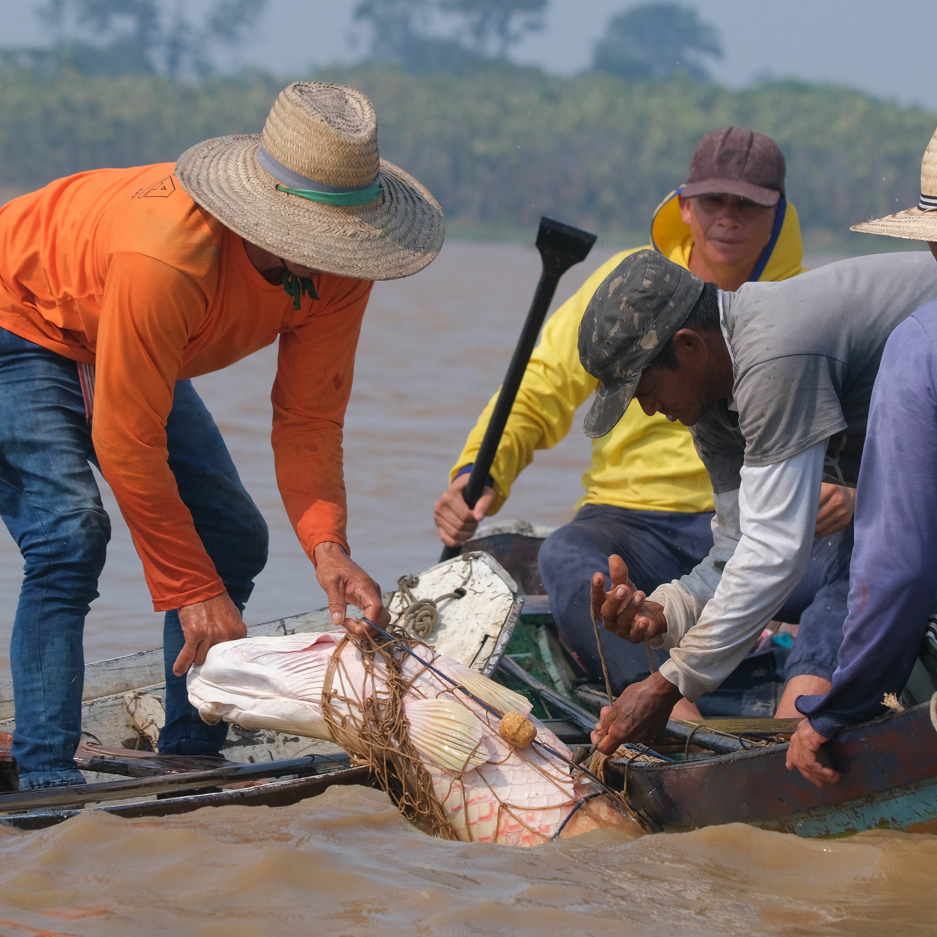 Pescadores convidam consumidores para IV Feira do Pirarucu de Manejo em Santarém