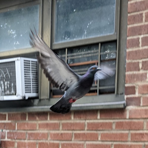 pigeon panic [VRC6]
