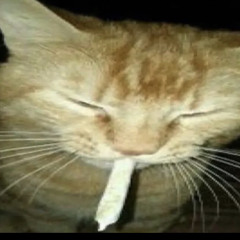 💊⭐️🐍🏴‍☠️