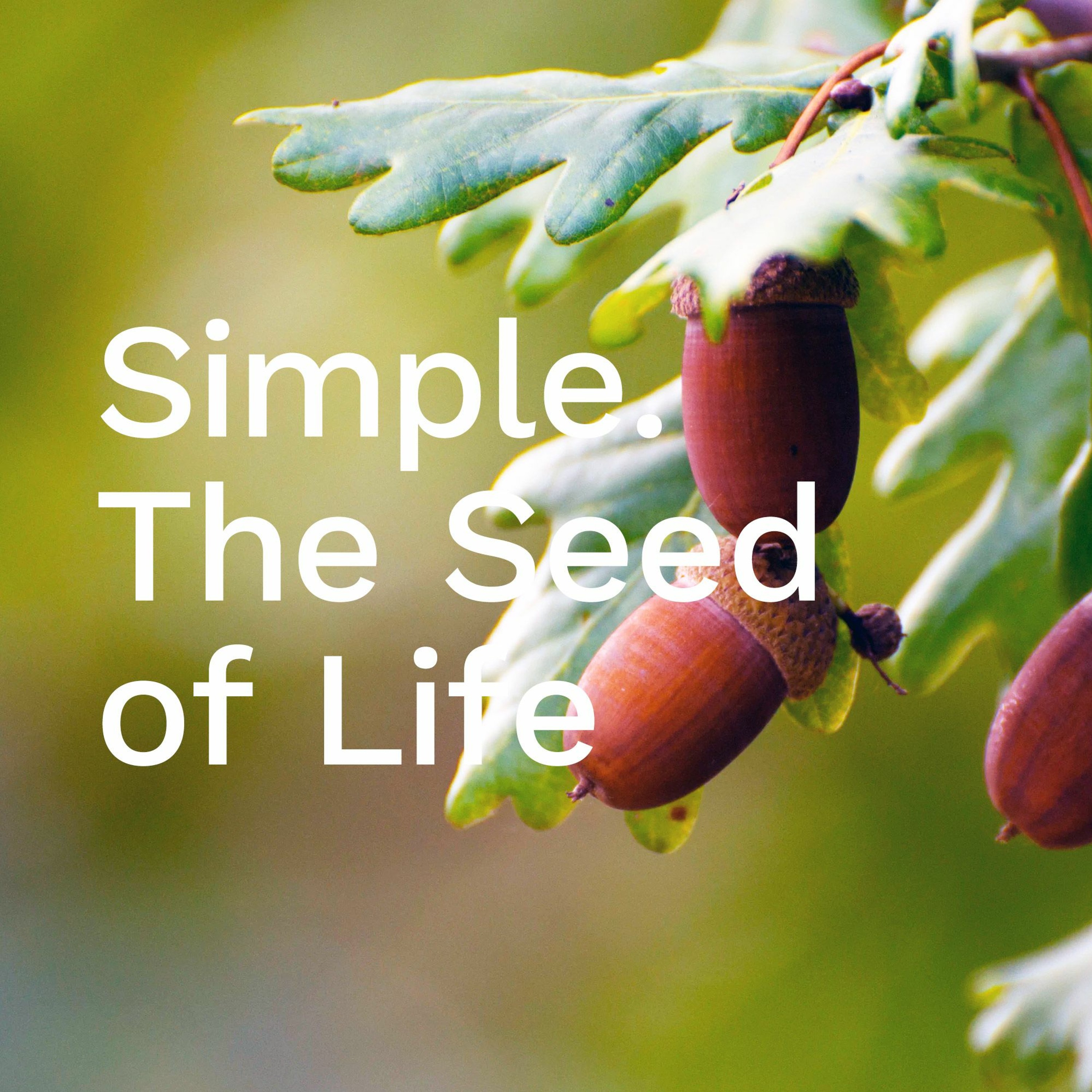 ’Simple. The Seed of Life’ / David McBride