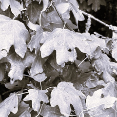Crystal Bells