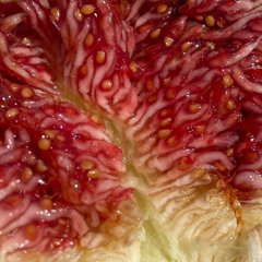 honeymel: sip into something soft - 16 Septembre 2025