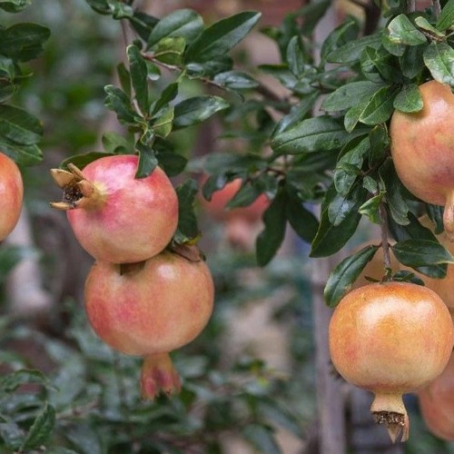 Cigerxwîn - Selman Omeryanî - Birhên Xwe Tu Meşkîn.mp3