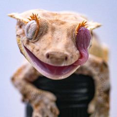 Wenn der gecko tanzt (Bass boost + Reverb)