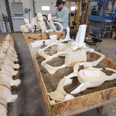 Building a Blue Whale with Dr. Lisa Ballance, Director Marine Mammal Institute