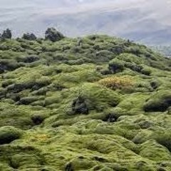 COSMIC DREAM CLUB - Magma And Reindeer Moss