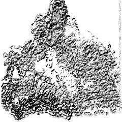 OB0538 — Madeline Stepien