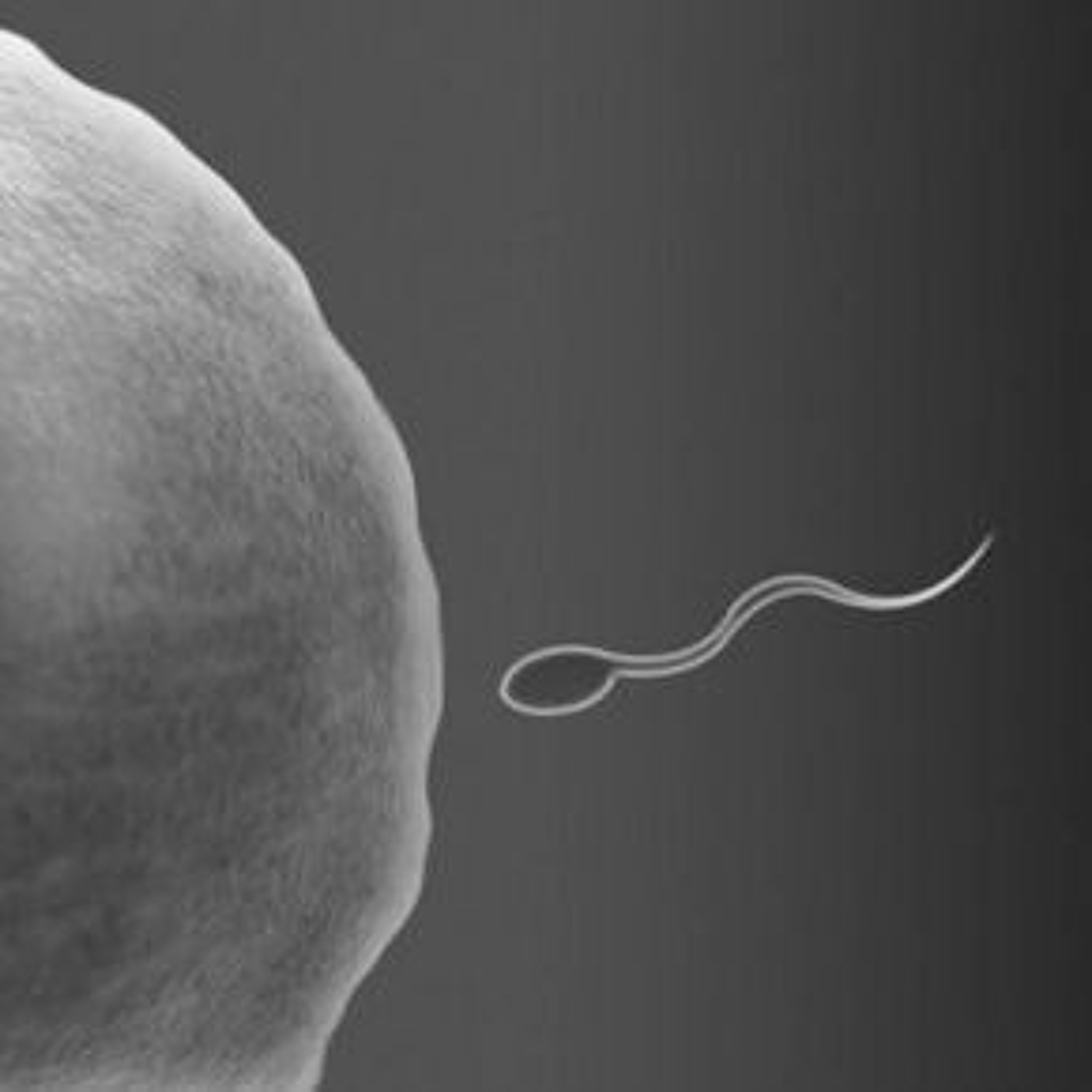 Troubling Decline in Fertility, Chemicals and Hormone Havoc, Winning a Fight Against Plastic Bags episode artwork