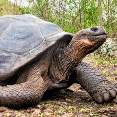 Galapagos Tortoise