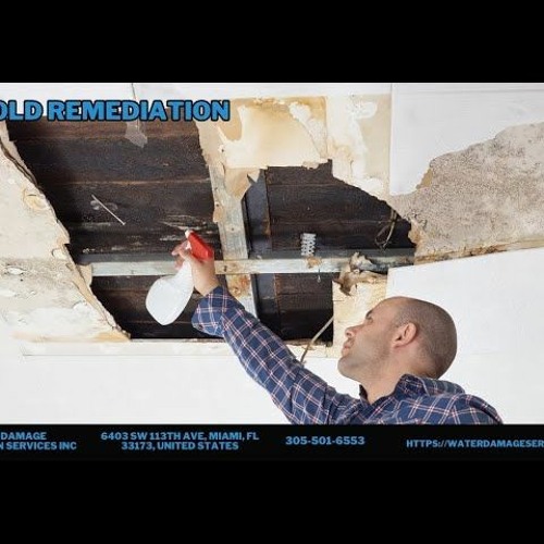 Mold Remediation