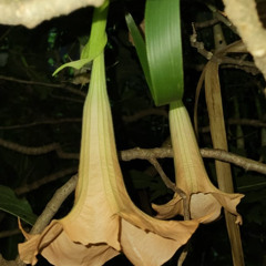 Ferak - frequency Atmosfery (Original Mix)