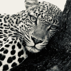 الزلّه إللي ضيقت صدري وأنا صدري وسيع / عبدالله بن هندي الغامدي