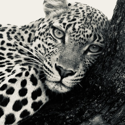 الزلّه إللي ضيقت صدري وأنا صدري وسيع / عبدالله بن هندي الغامدي