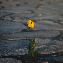 NEWGROWTH IN THE CRACKS OF THE PROMENADE!