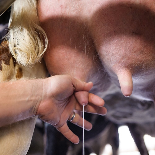 I just want to tug (the udder song)