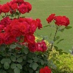 TERA DARD - RCR (KATS)