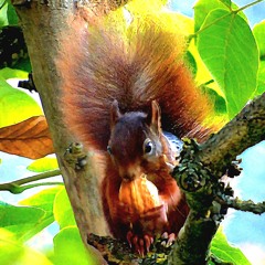 Romero & Luan Sie liebt Techno , er Rap & Dein Augen Tekk