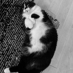 My cat tried to take over the decks