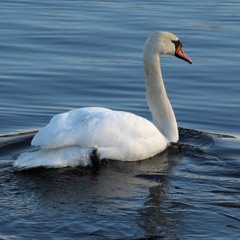 Kuld jälgedes (kitarrisaade)