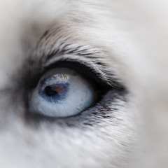 Afterglow (Phantoms)