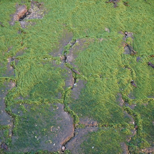 Godall Told Me To Make Sumthin Chill (STBB 717)