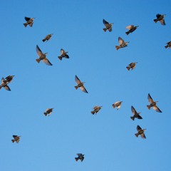 tez korzart & praisegeo - fly like a burd freestyle