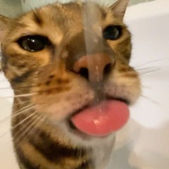 Meow