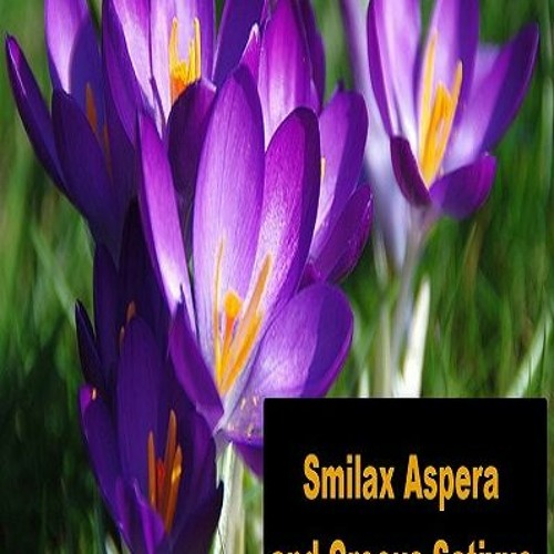 The myth of Smilax Aspera and Crocus Sativus – the flowering vine and the flower!