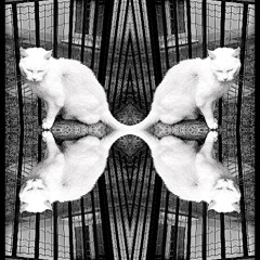 My Cat's Hallucinations