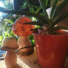 There's A Gnome In My Pot By The Mushroom