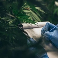 Der medizinische Nutzen von CBN