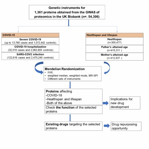 Identifying Proteins Causally Related to COVID-19, Healthspan and Lifespan