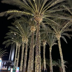 Christmas Under Palm Trees