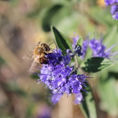 Rufus Du Sol - New Sky (Forest Speed Remix)