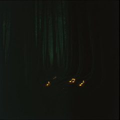 Echoes in the Marrow