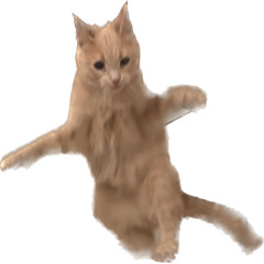 kitty cat