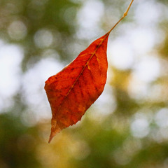 House Gigs, Vol. 8: Abscission