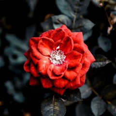 COMO UNA ROSA