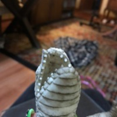 Lagarto Priscilla