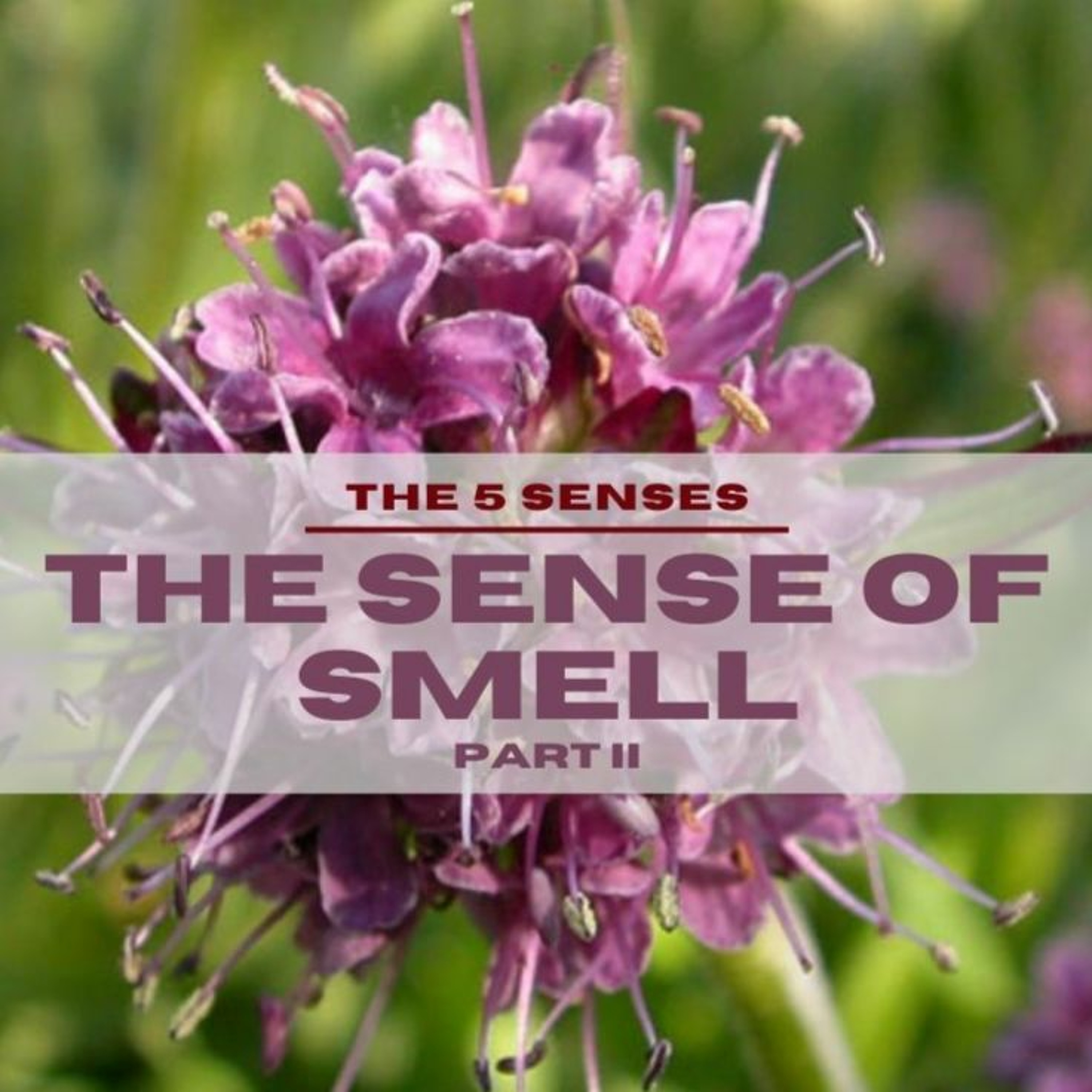 Smell (PT. 2) - The 5 Senses (PT. 10) // Pas Subash cherian episode artwork