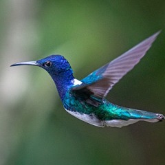 Comandante - Colibrì