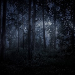 THE MAN IN THE WOODS