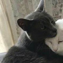 slove