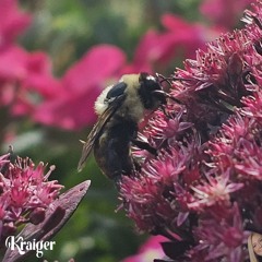 Kraiger - BEES