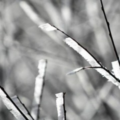 4.4ll - grüne Zweige, gähnende leere