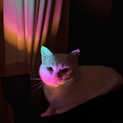 miks za tvoju mačku