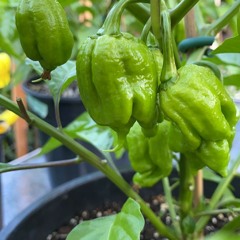 Meticulous - Even On A Bad Day, Something Good Will Happen 2020 - 08 - 25 19h14m02