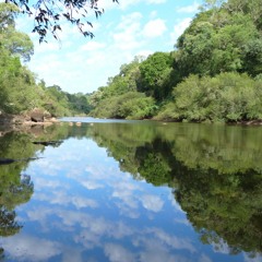 Dawn chorus along a stream -- Reserva de Vida Silvestre Urugua-I, Misiones, Argentina