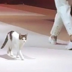 Terrestrial Cat Walking